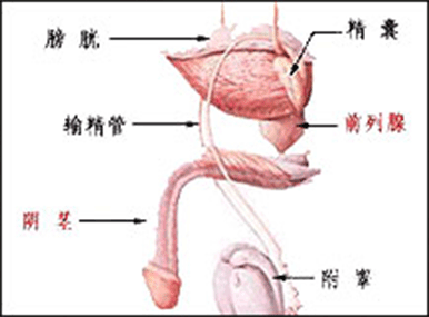 男性生殖器官各具有什麼功能