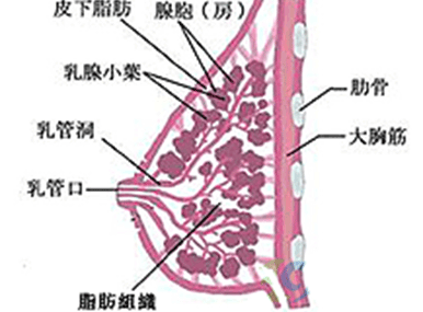 青春期的性發育