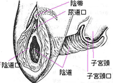 認識女性的性器官