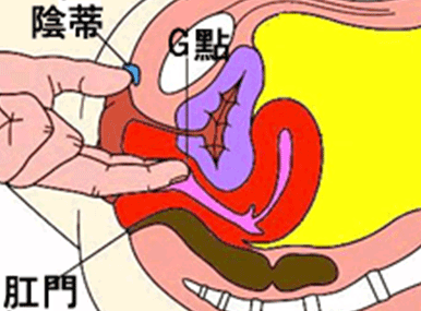 何謂Ｇ點和女性高潮射液