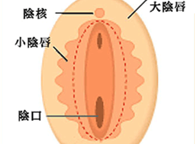 生殖器說明圖