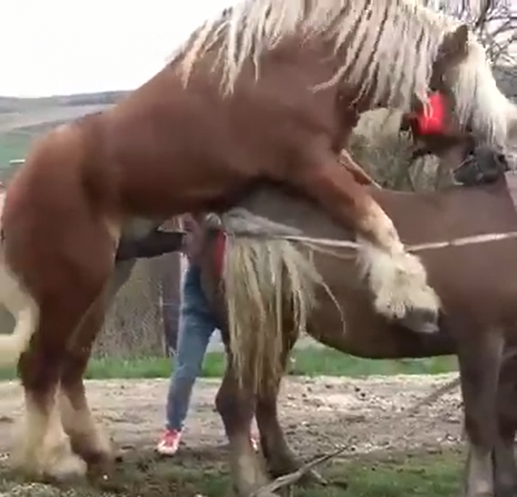 人做愛看多了，來看看馬做愛吧