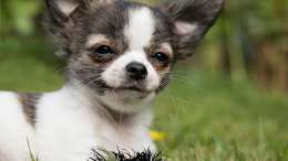 dog__1