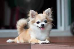 dog__0